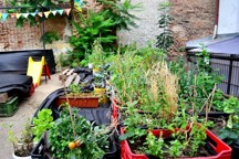 12998407_1536987566604215_567483203710034706_o.jpg - 