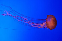 meduza-2.jpg - 