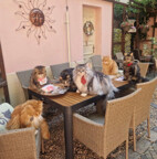 kocici-ka_1786050268.jpg - 