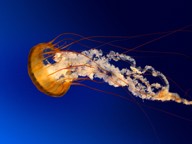 jellyfish_1435146647.jpg - 
