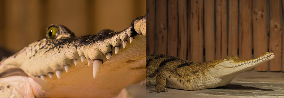 clanky5/kroko.jpg