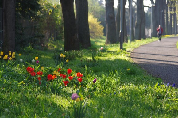 tulip%282%29.jpg