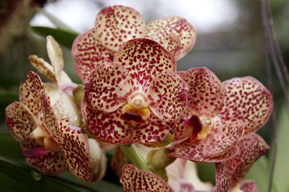 orchidej%283%29.jpg