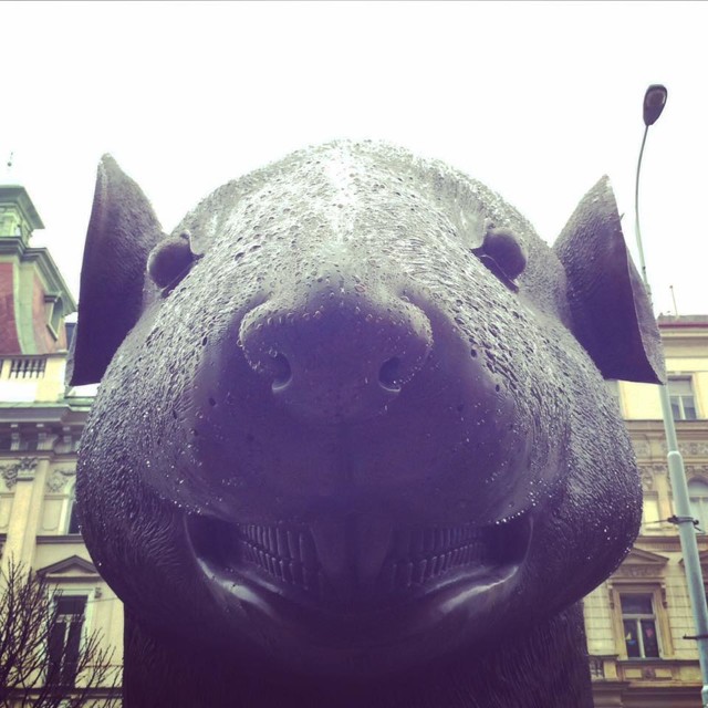 12654438_1199181380109422_2675073992730956990_n.jpg - 