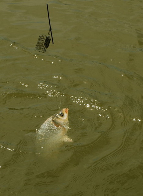 28112_439503546275_5646907_n.jpg - 