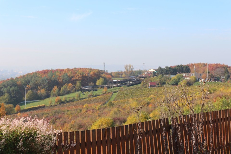 vinicesbobovkouvpozadi.jpg - Vinice Máchalka s bobovkou v pozadí (foto: Petr Ryska)