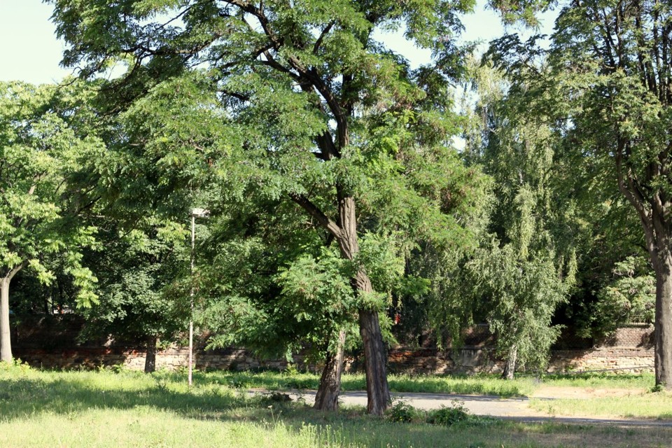 klubmapa3.jpg - Zahrada Klubu Mapa