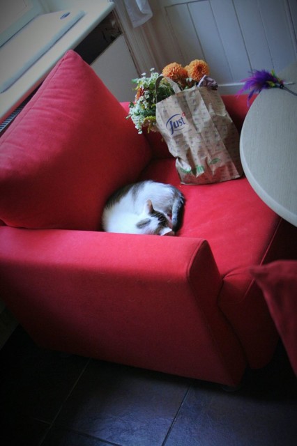 kockafe2.jpg - Kočkafé Frey