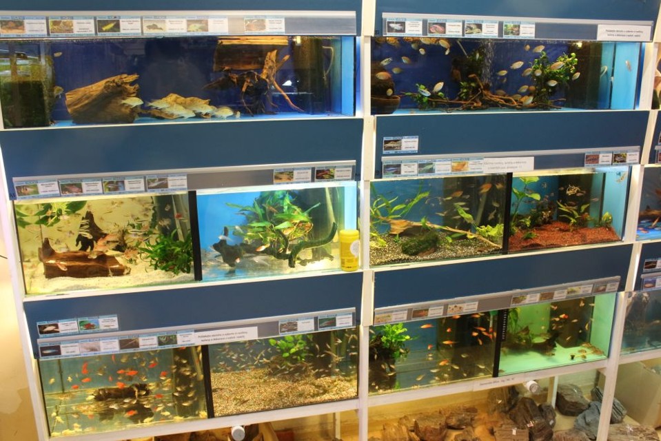 Akvaristika5.jpg - Nej akvaristika v celé Praze - ZOO Braník (foto: Petr Ryska)