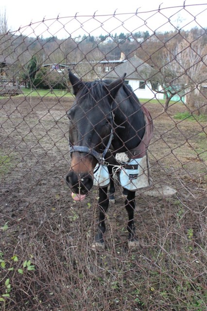 JezdeckyklubOrion.jpg - Jezdecký klub Orion (foto: Petr Ryska)
