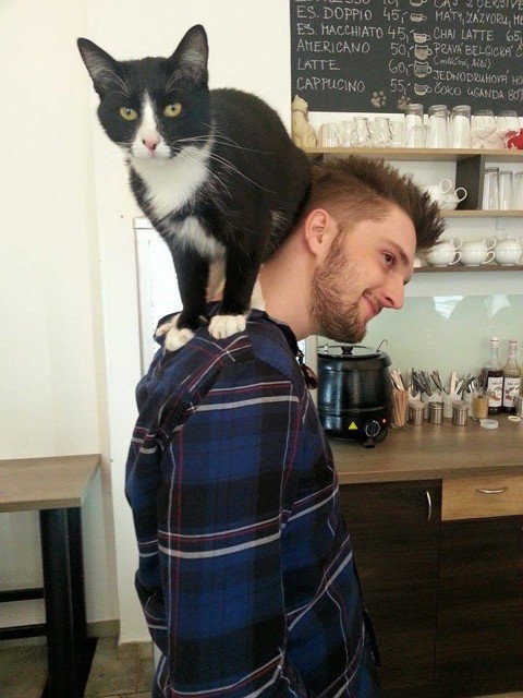 kocici.jpg - Přítulnější jsou mazlíčci v druhé pražské Kavárně Kočičí, která mňouká Karlínem.