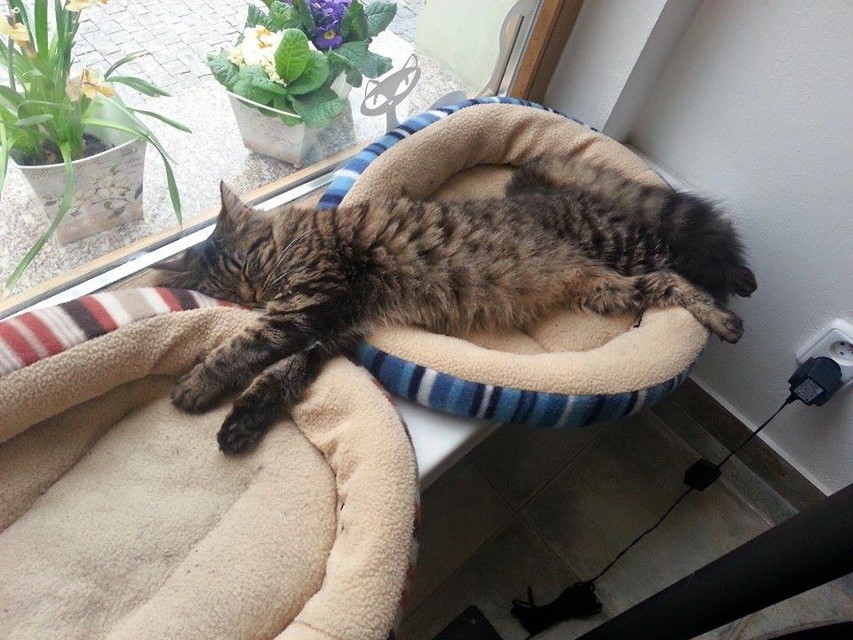 kocici2.jpg - Odpočinek v Kavárně Kočičí