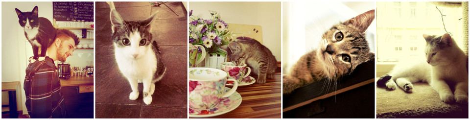 kocicky.jpg - V Praze najdete hned dvě kavárny, kde je slyšet mňoukání - Kočkafé Freya a Kavárna Kočičí.