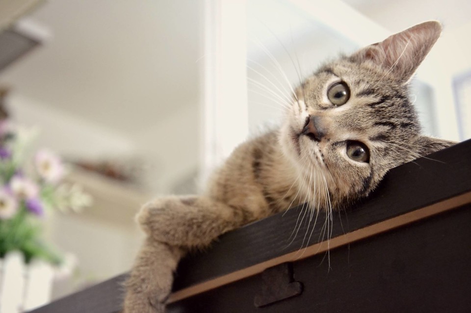 kocka.jpg - Kočkafé Freya otevřelo už v říjnu loňského roku.