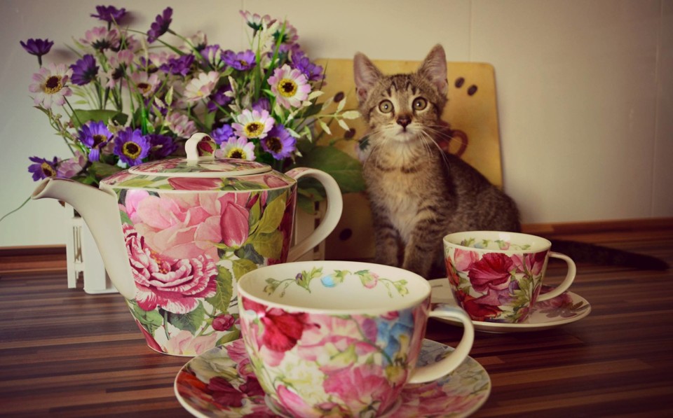 kocka3.jpg - Drobečci v Kočkafé Freya jsou velmi fotogeničtí.