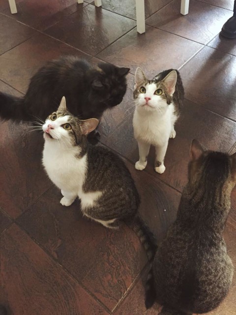 kockafeFreya.jpg - Ve dvou místnostech se volně potuluje sedm chlupatých čtyřnožců. (Kočkafé Freya)