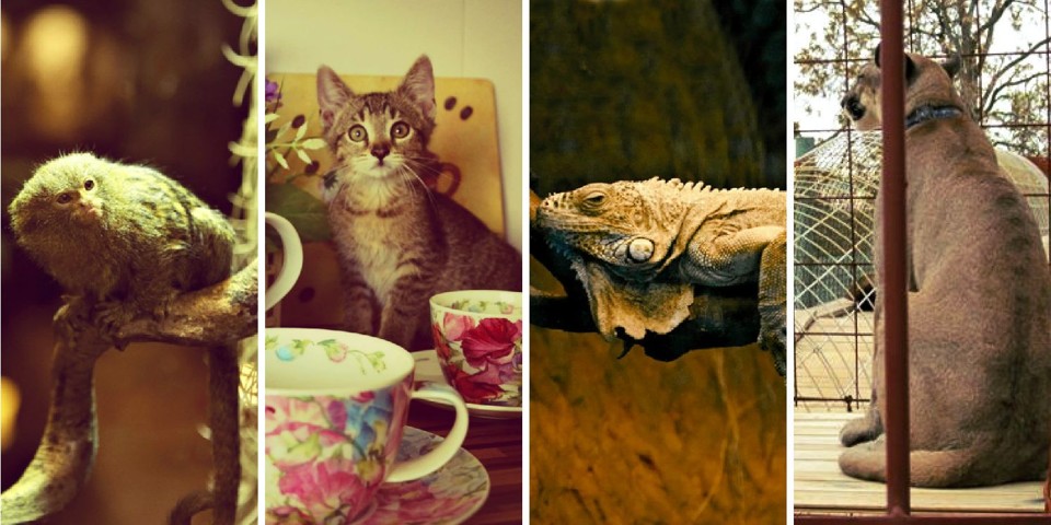 zviratka.jpg - V pražských podnicích najdete nejrůznější zvířata. Od koček, psů, rybiček po opičky, chameleony a pumy.