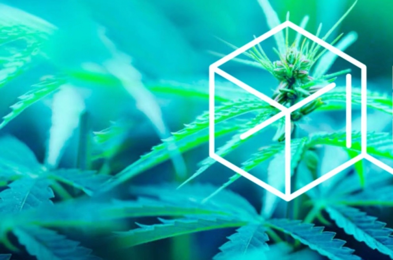 International Cannabis and Cannabinoids Institute