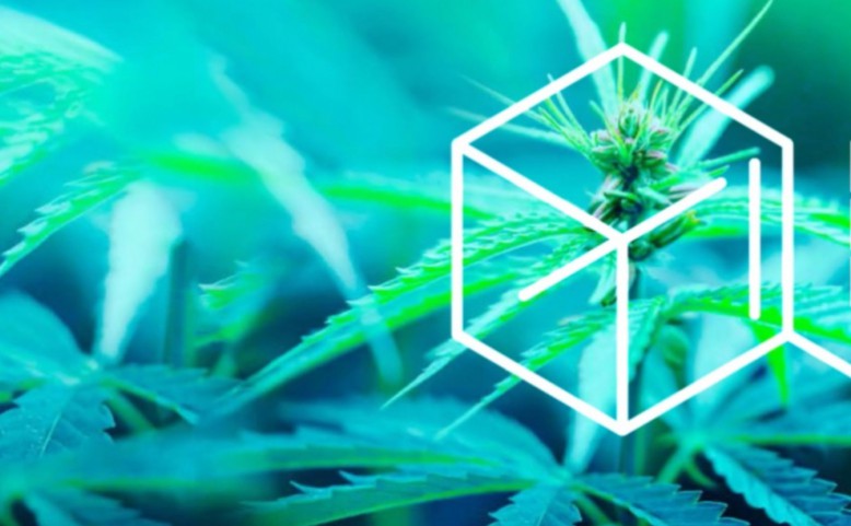 International Cannabis and Cannabinoids Institute