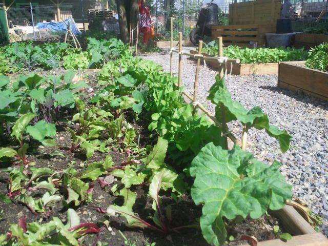 Komunitní zahrada Krejcárek