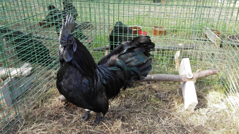 Český svaz chovatelů, ZO Praha 6-Vokovice