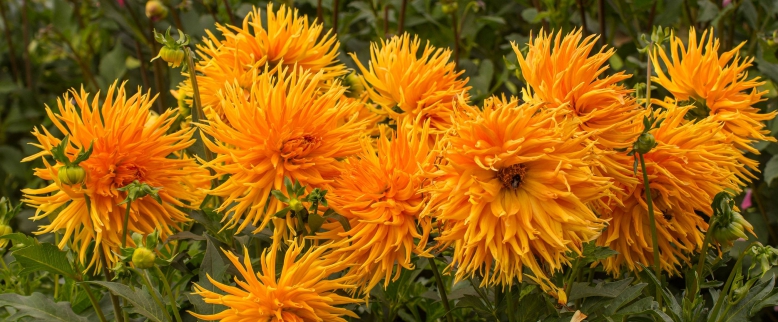 Dendrologická zahrada