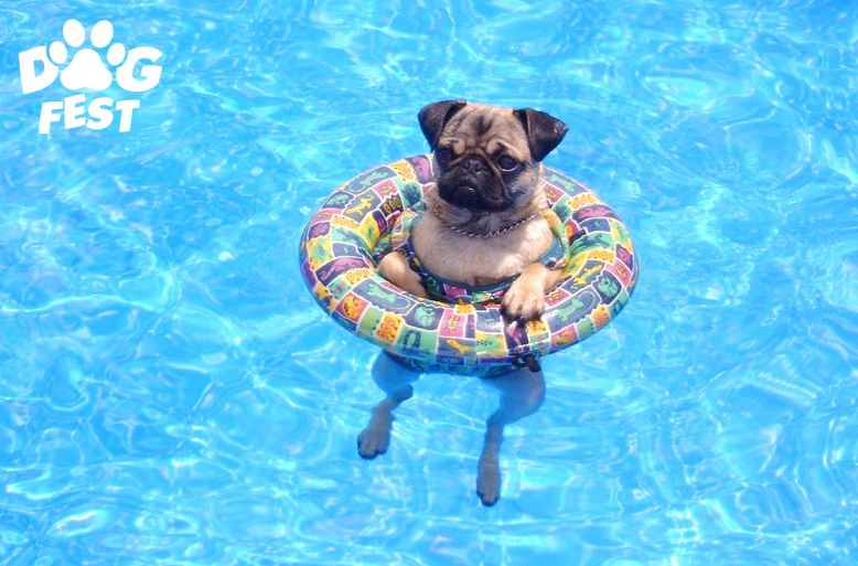 Dog Fest