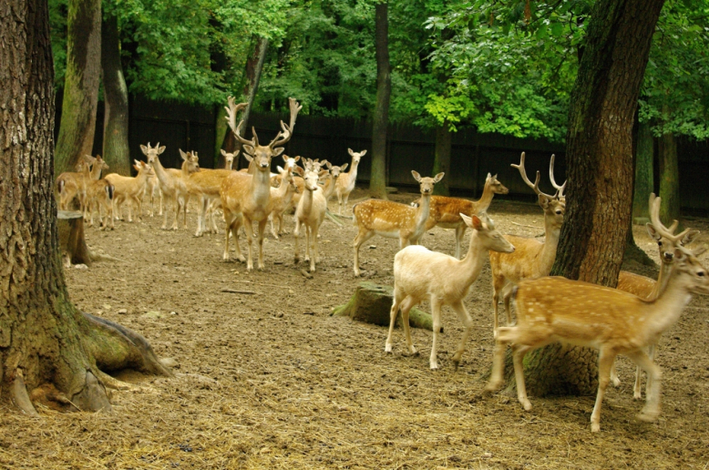 Zookoutek Malá Chuchle