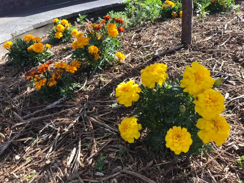 Komunitní zahrádky Praha 13