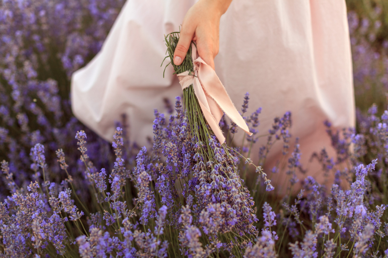 Levandulové údolí