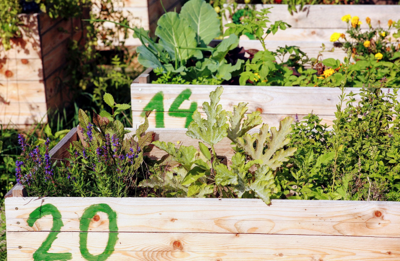 Komunitní zahrada Barrandov