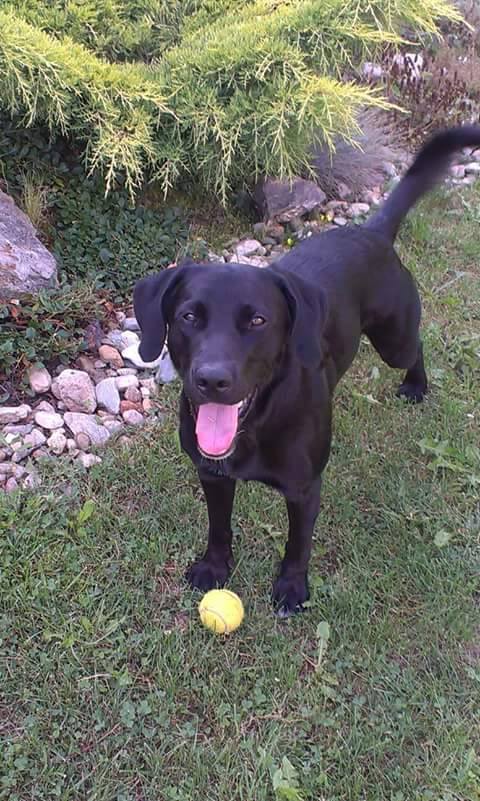 Nadační fond PES V NOUZI