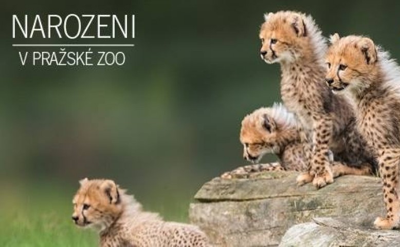 Křtiny gepardích paterčat v Zoo Praha