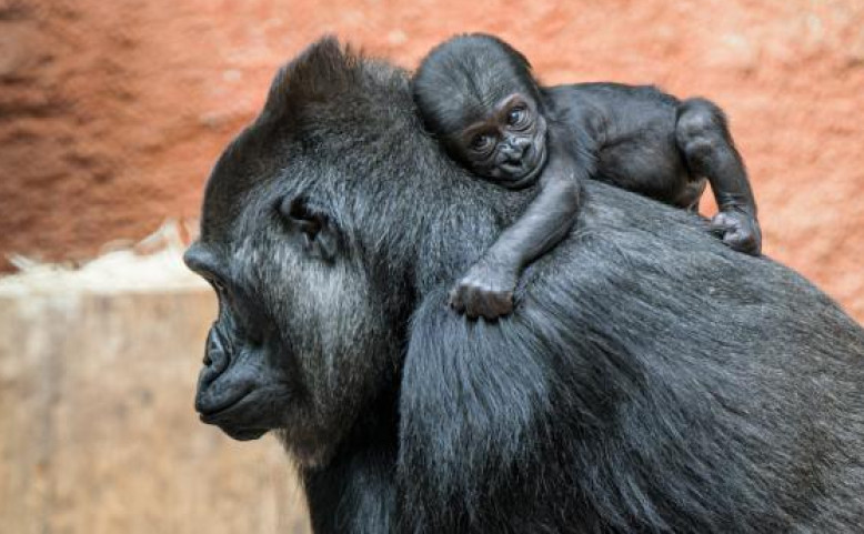 Mezinárodní den opic