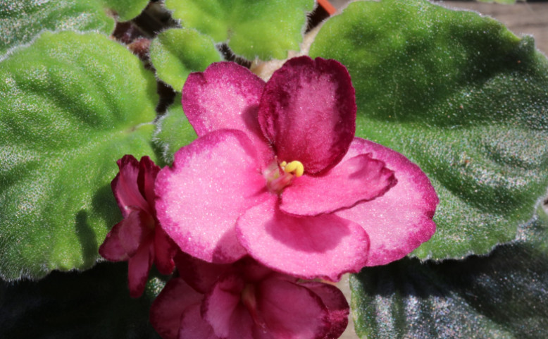 Burza afrických fialek