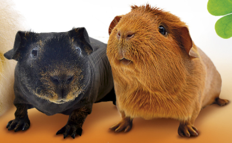 22. speciální výstava morčat