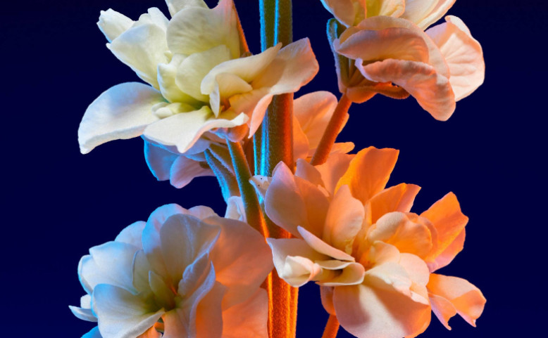 Tradiční Adventní koncert