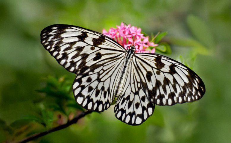 Motýli: Umění přežít