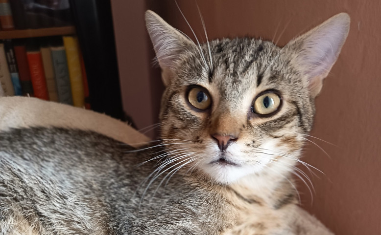 Umísťovací výstava koček