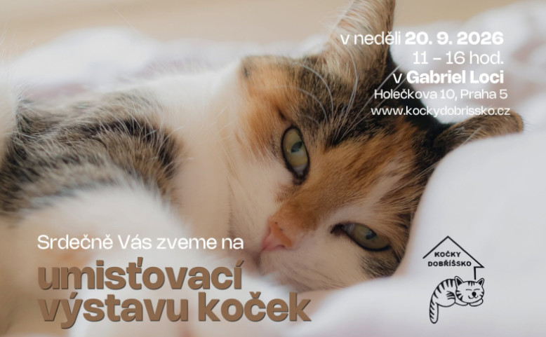 Umísťovací výstava koček