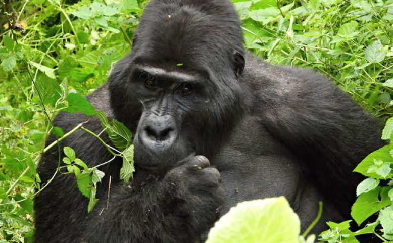 Uganda – perla Afriky