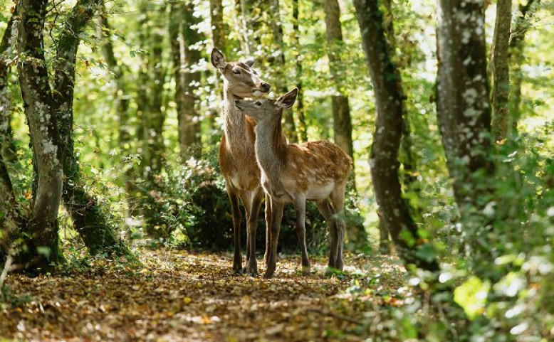 PRO DĚTI | Bambi: Příběh života z lesů