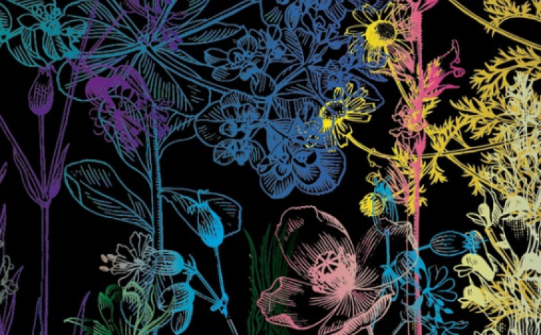 Plevel Fest Fest Plevel