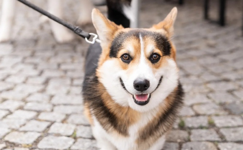 DOGS AND FRIENDS: podzimní edice