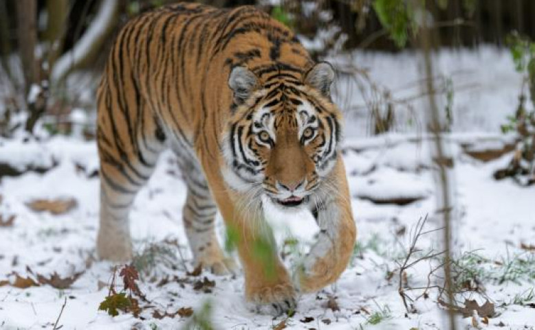 Vánoční prázdniny začínají