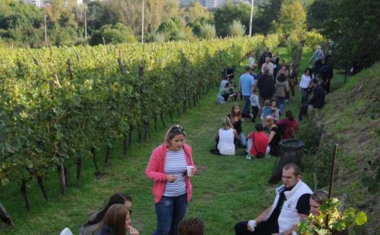 Vysočanské vinobraní