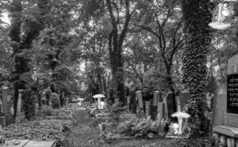Hledání muchomůrek bílých na Malvazineckém hřbitově