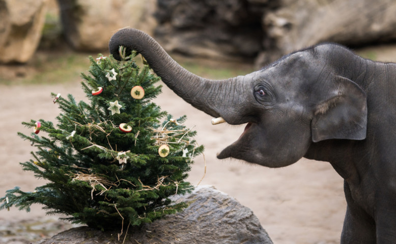 Silvestr a Nový rok v Zoo