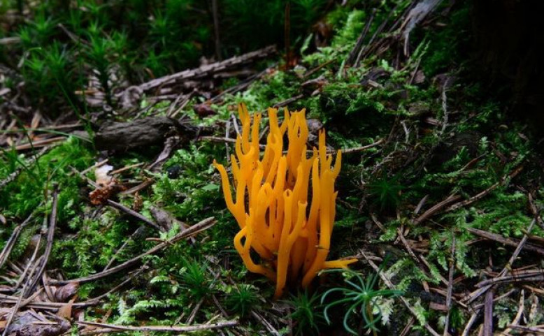 Prahou za přírodou: Za houbami Klánovického lesa