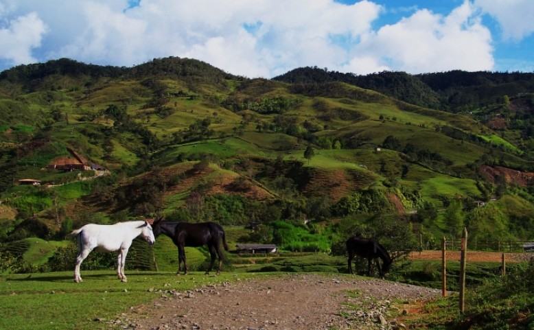 Mezi kovboji v Kolumbijských horách